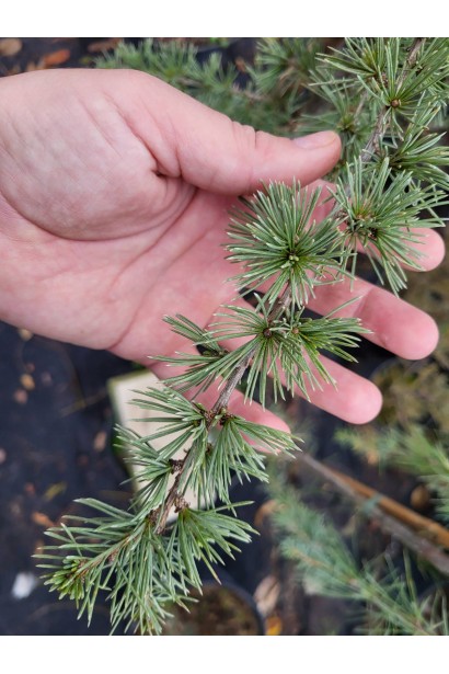 Кедр ліванський Італі